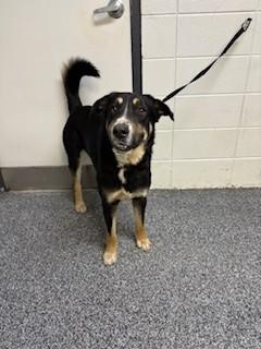Enlarge Henley, an adopted mixed breed in Paterson, NJ image 4/4