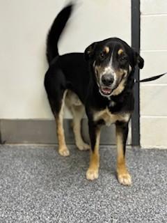 Enlarge Henley, an adopted mixed breed in Paterson, NJ image 2/4