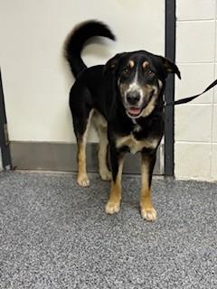 Enlarge Henley, an adopted mixed breed in Paterson, NJ image 3/4
