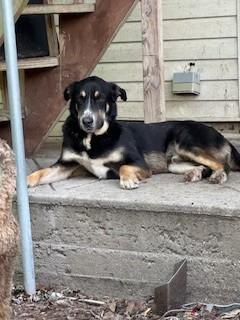 Henley, adopted, Young Male Labrador Retriever & Black and Tan Coonhound.