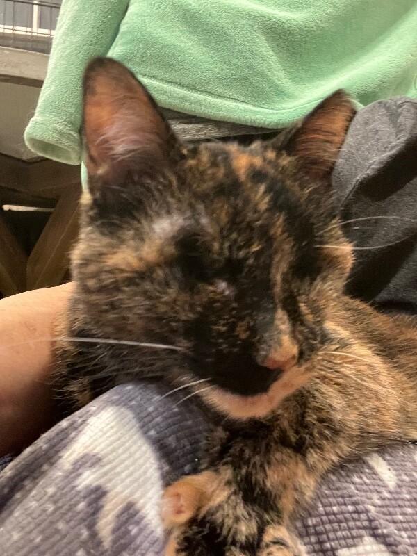 Skitty — thumbnail 2