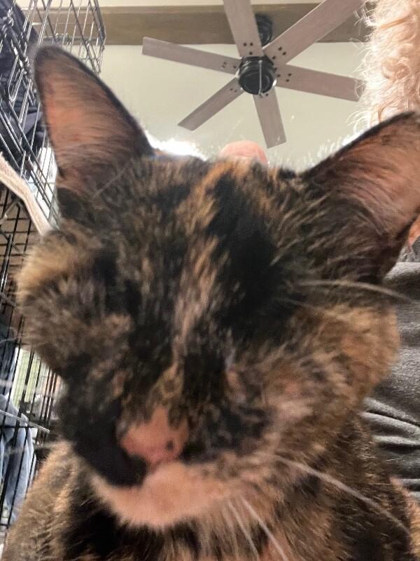 Skitty — thumbnail 3