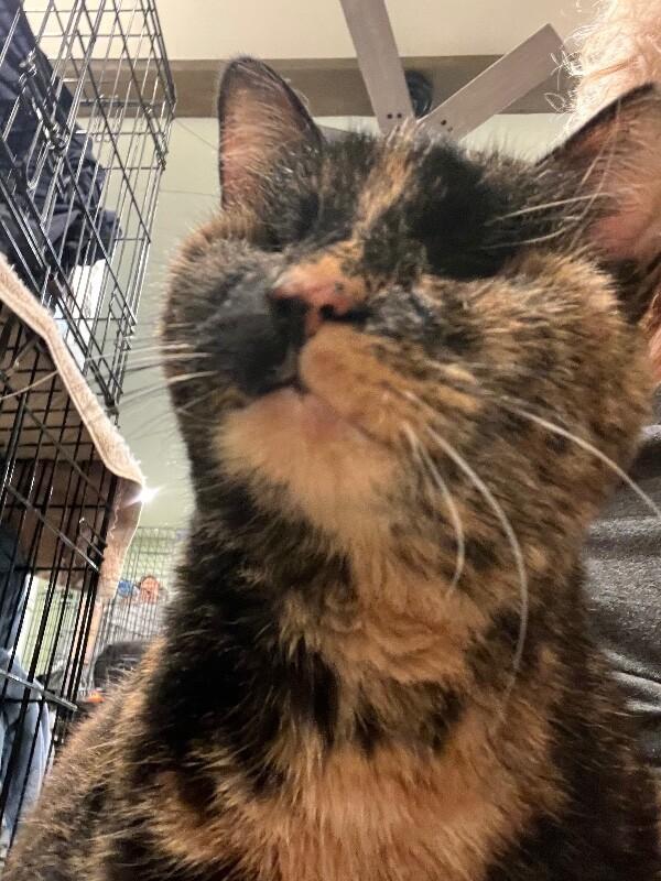 Skitty — thumbnail 4