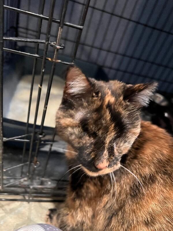 Skitty — thumbnail 5