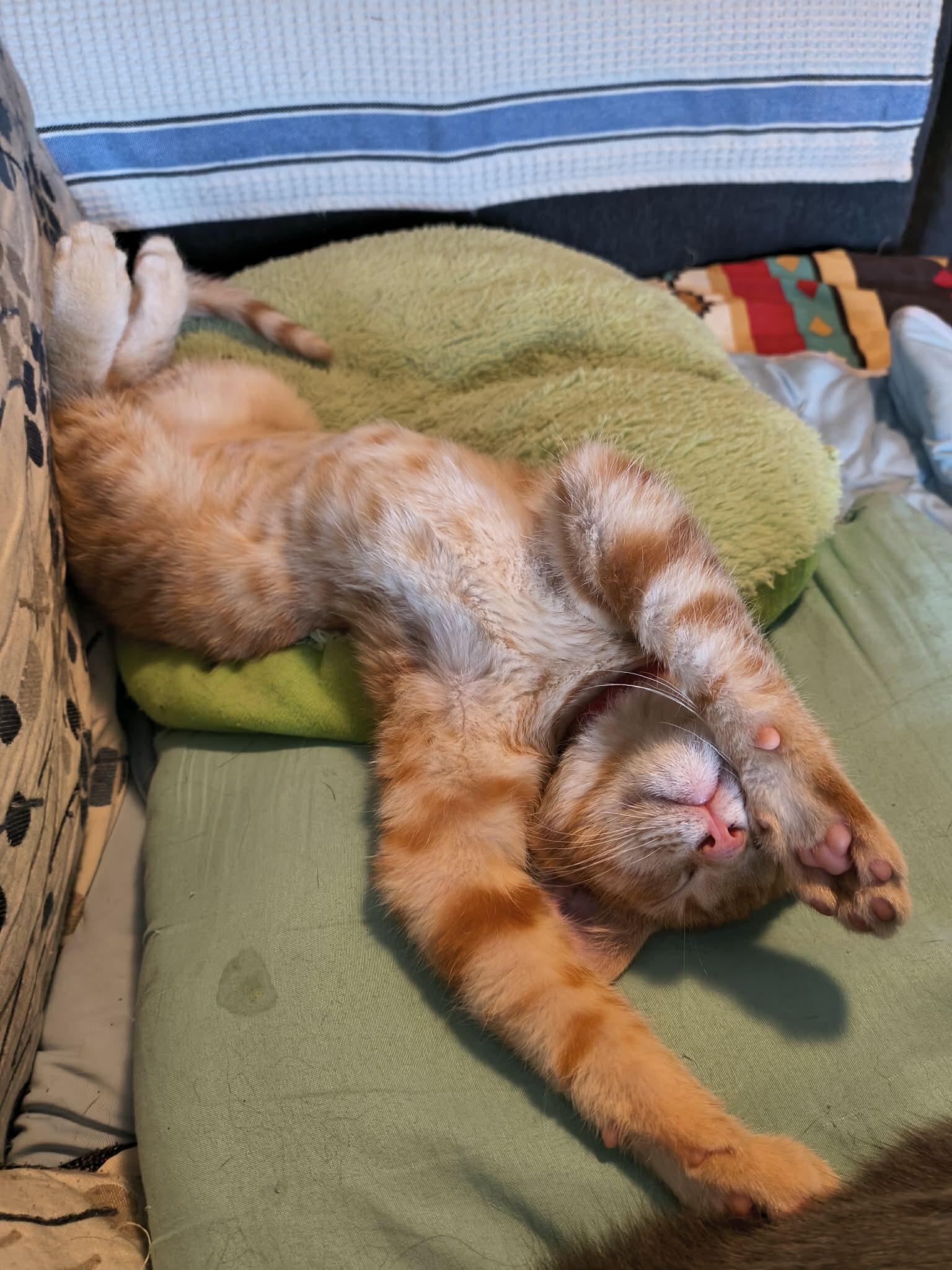 Replica, Adopted, Young Female Domestic Short Hair.
