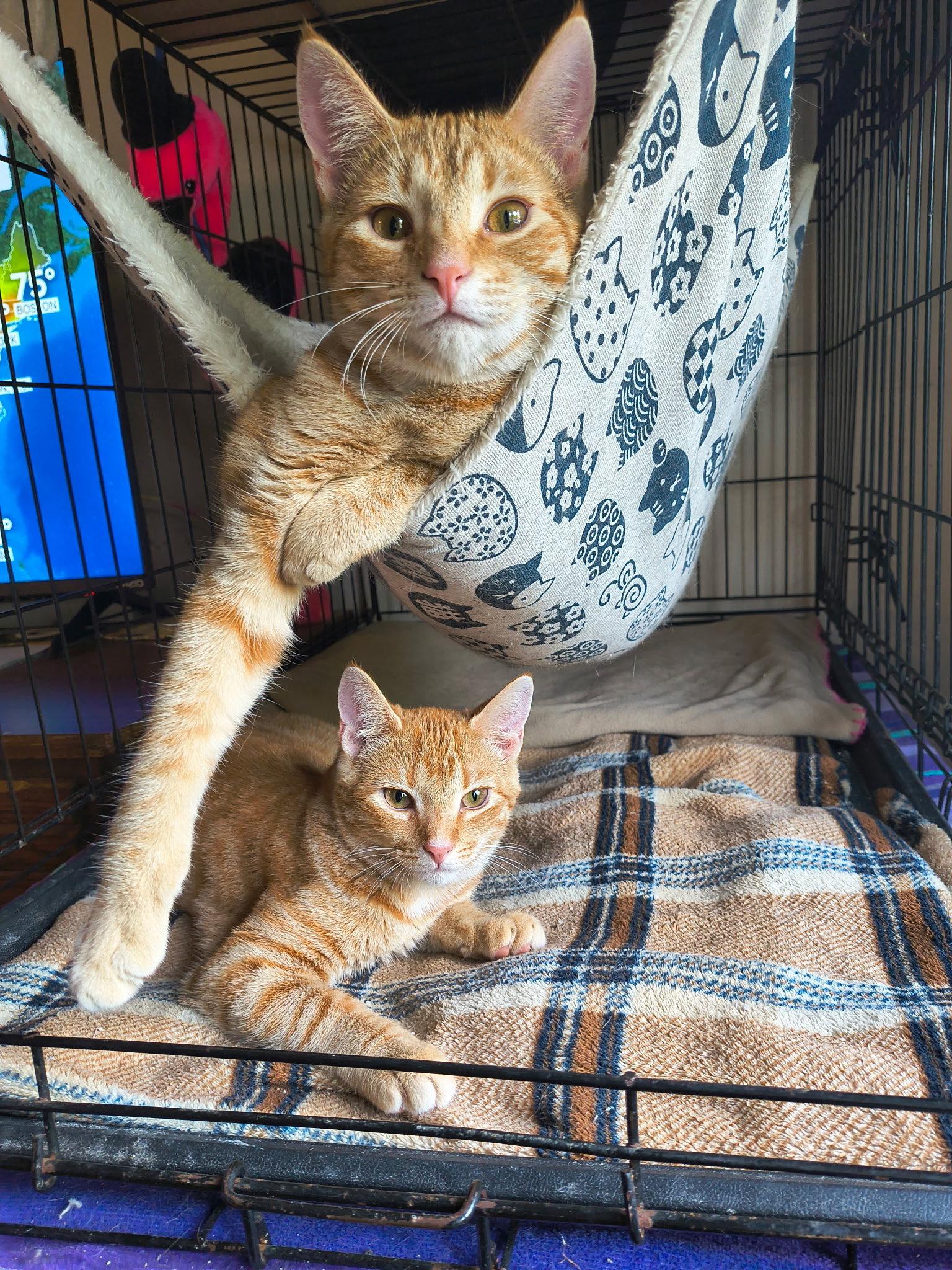 Replica, a Adopted Domestic Short Hair in Camden, SC image 3/3