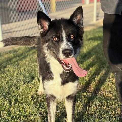 Enlarge JONA, a Adoptable mixed breed in Delano, CA image 5/5