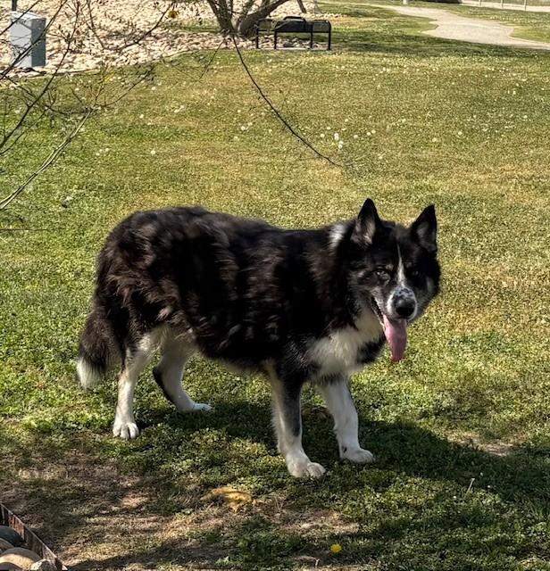JONA, a Adoptable mixed breed in Delano, CA image 3/5