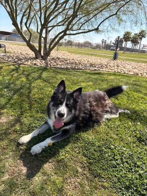 JONA, Adoptable, Young Male Border Collie & Husky.