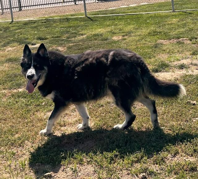 JONA, a Adoptable mixed breed in Delano, CA image 2/5
