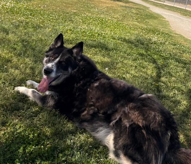 JONA, a Adoptable mixed breed in Delano, CA image 4/5