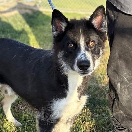 Enlarge JONA, a Adoptable mixed breed in Delano, CA image 4/5