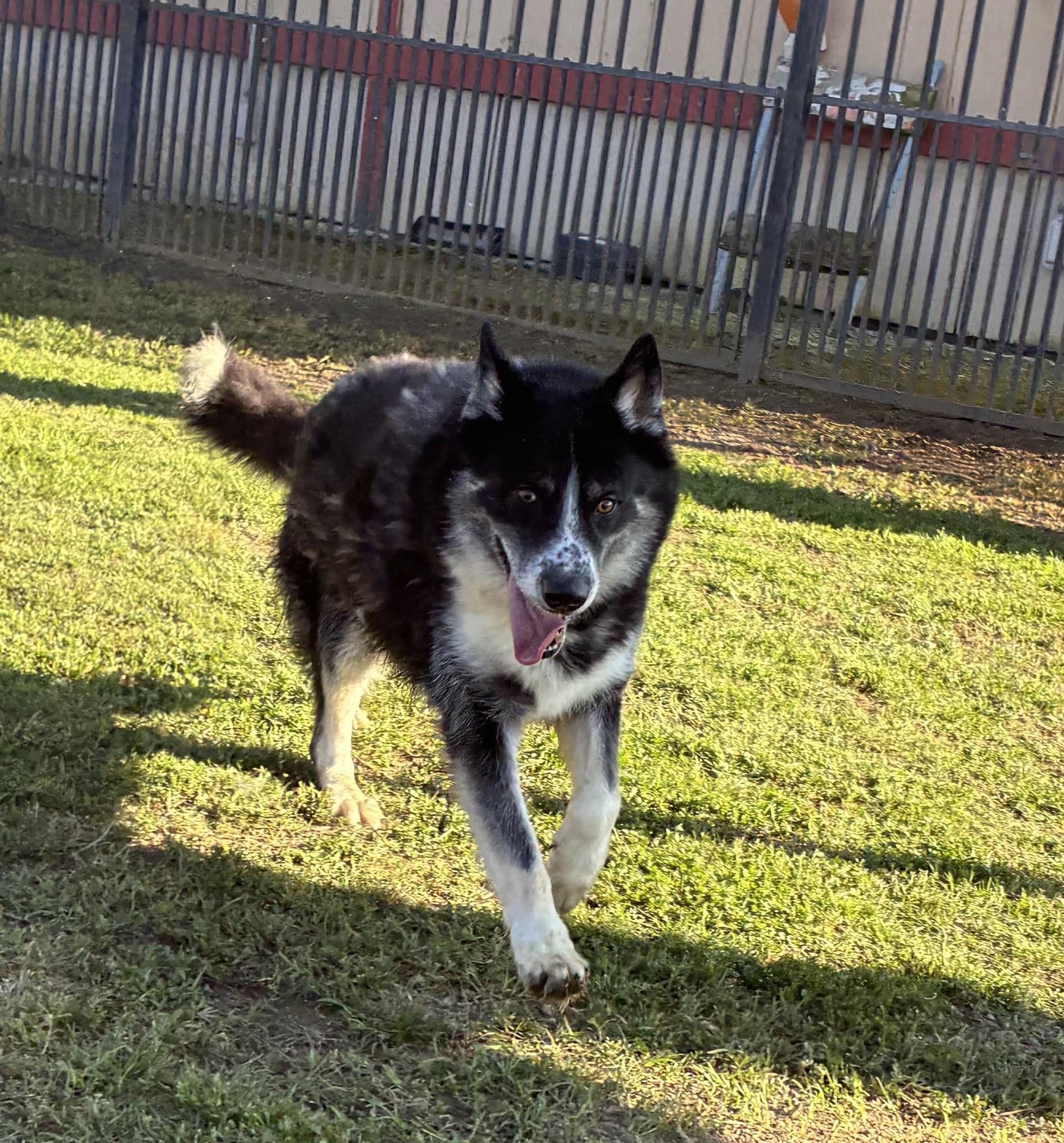 Enlarge JONA, a Adoptable mixed breed in Delano, CA image 1/5