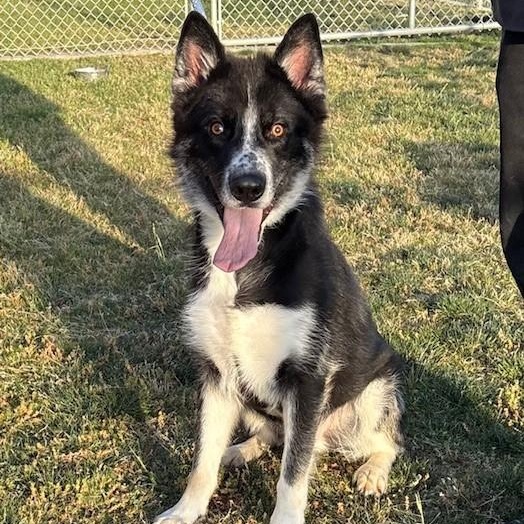 JONA, Adoptable, Young Male Border Collie & Australian Cattle Dog / Blue Heeler.