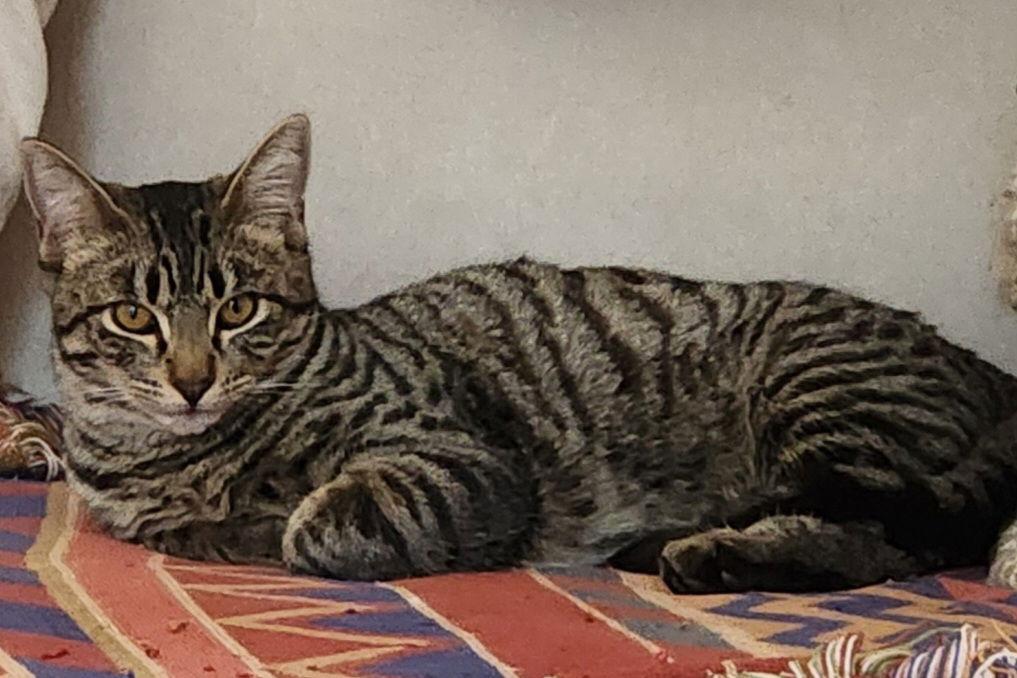 Vera, Adoptable, Young Female Domestic Medium Hair.