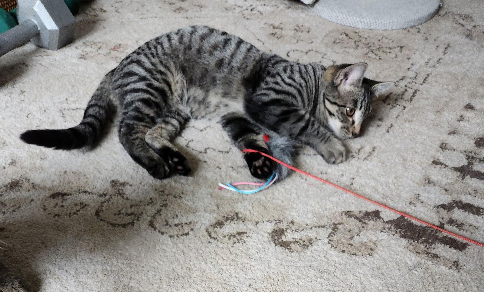 Enlarge Vera, a Adoptable Domestic Medium Hair in Davis, CA image 2/3