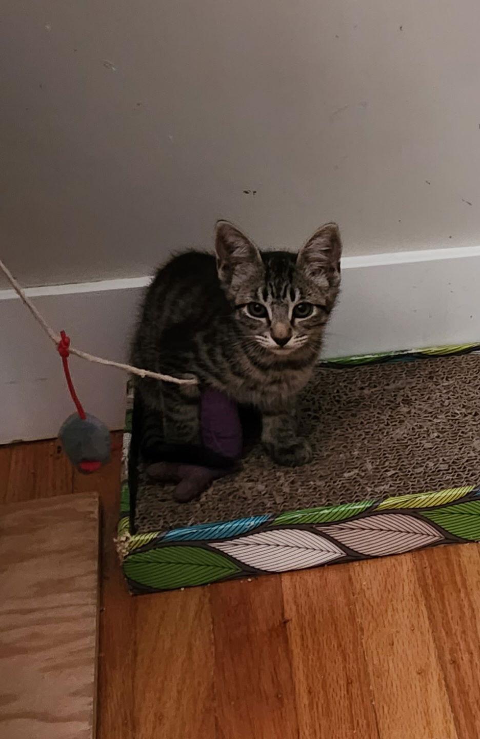 Enlarge Vera, a Adoptable Domestic Medium Hair in Davis, CA image 2/3