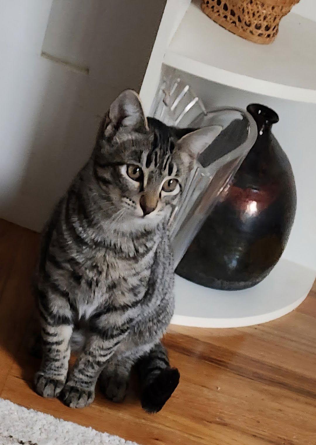 Enlarge Vera, a Adoptable Domestic Medium Hair in Davis, CA image 3/3