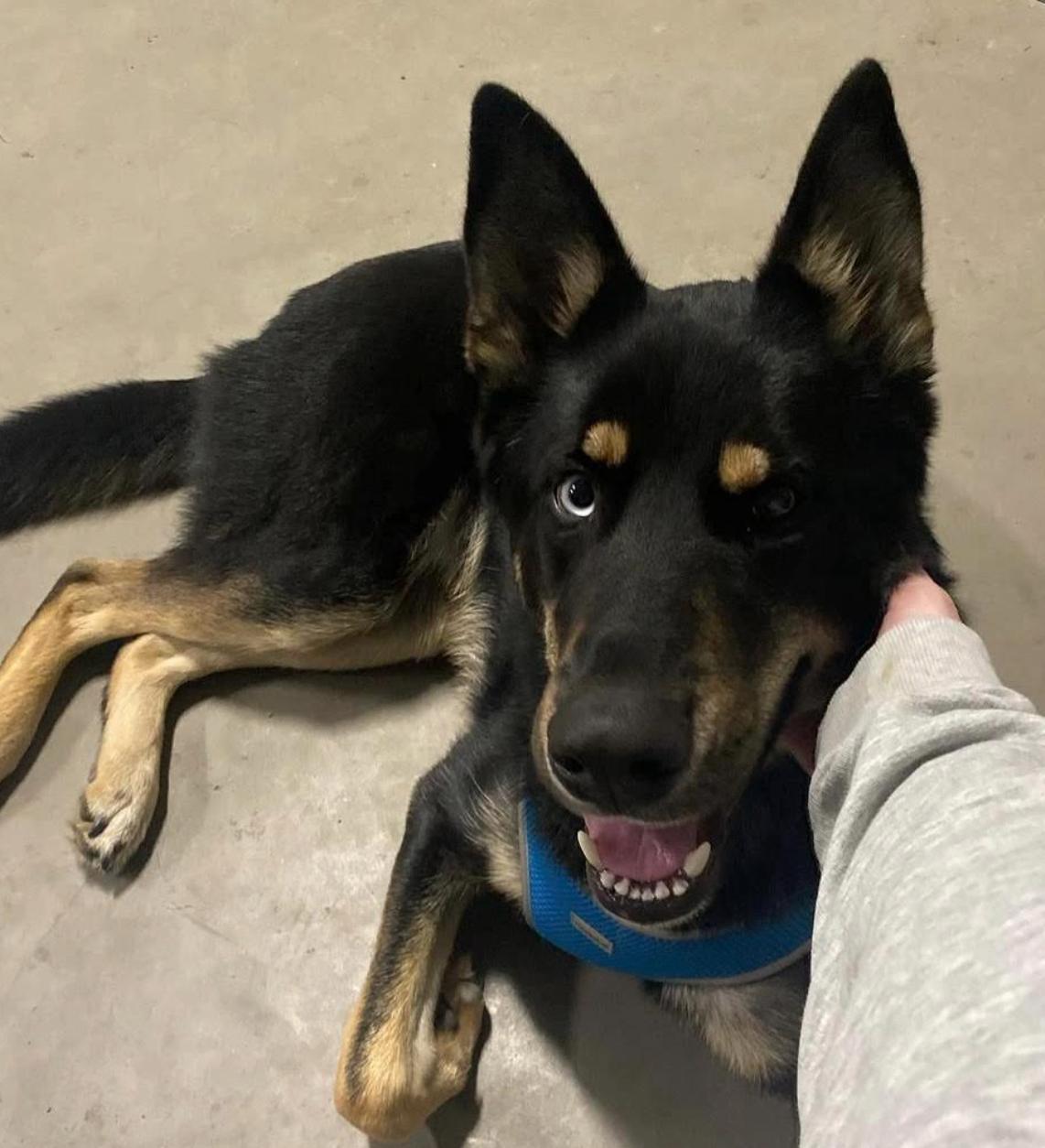 Bert, a ADOPTABLE mixed breed in Calgary, AB image 1/5