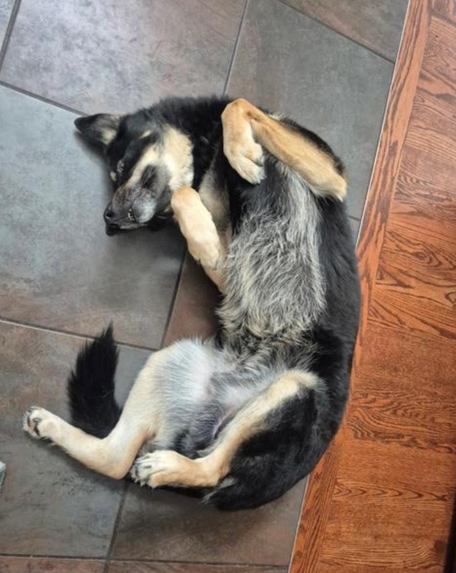 Bert, a ADOPTABLE mixed breed in Calgary, AB image 2/5