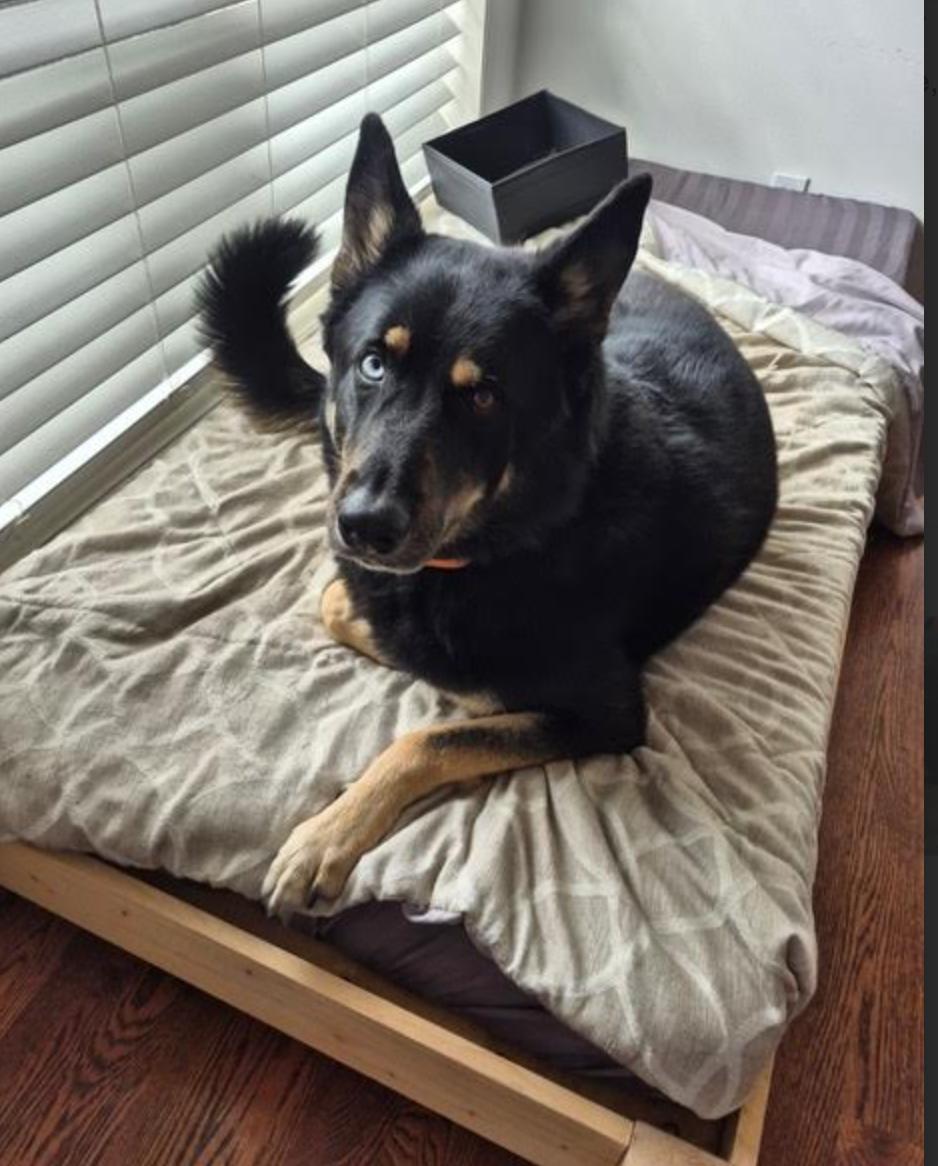 Bert, a ADOPTABLE mixed breed in Calgary, AB image 5/5