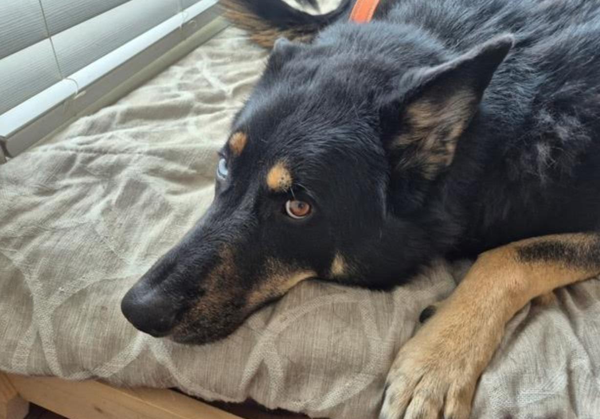 Bert, a ADOPTABLE mixed breed in Calgary, AB image 4/5