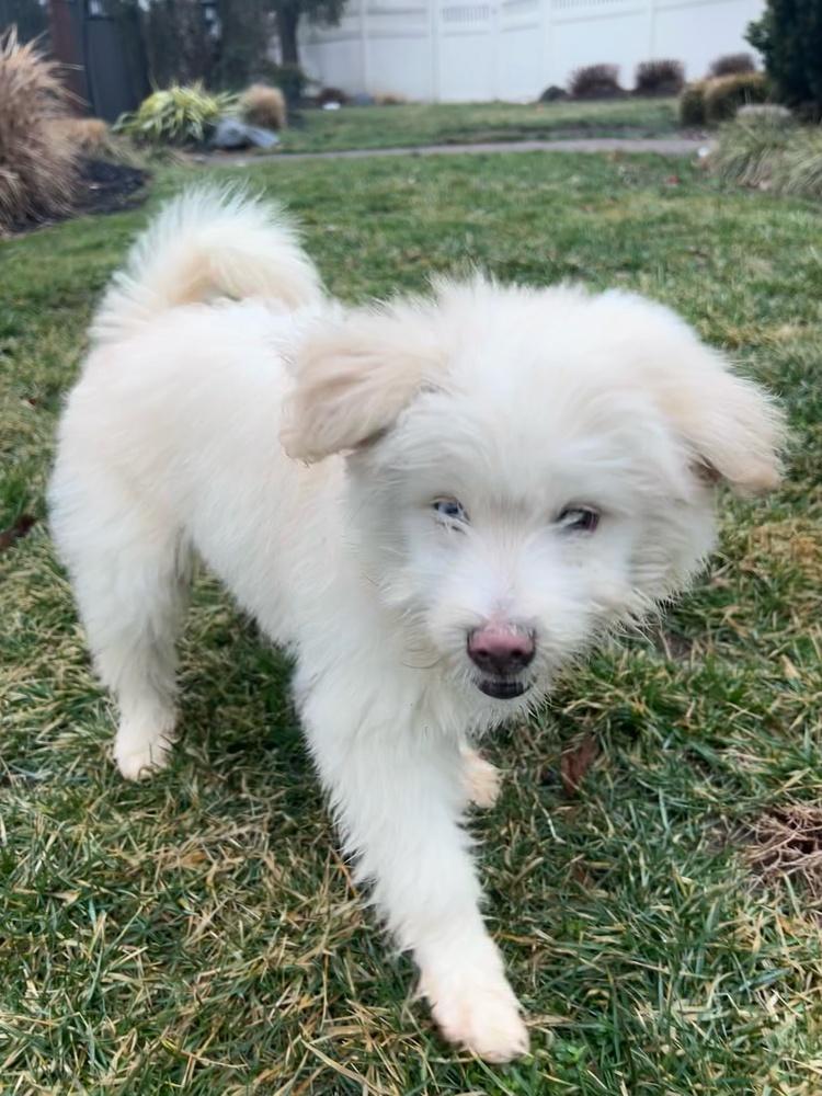 Finnegan — thumbnail 2