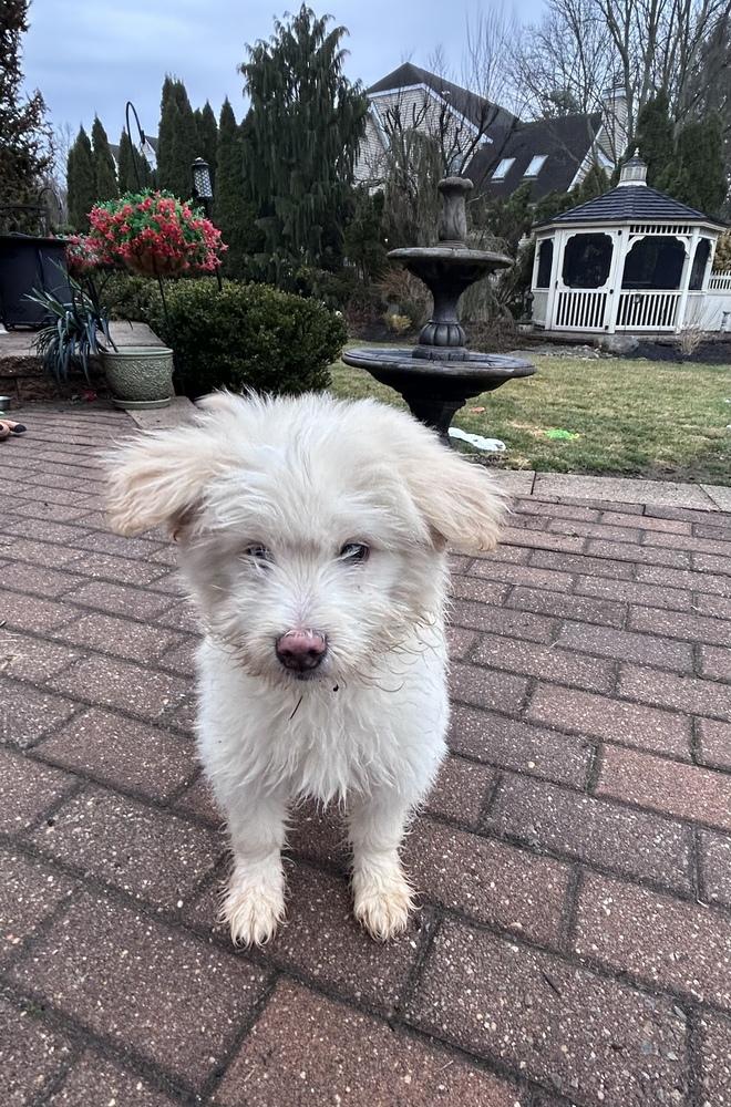 Finnegan — thumbnail 4