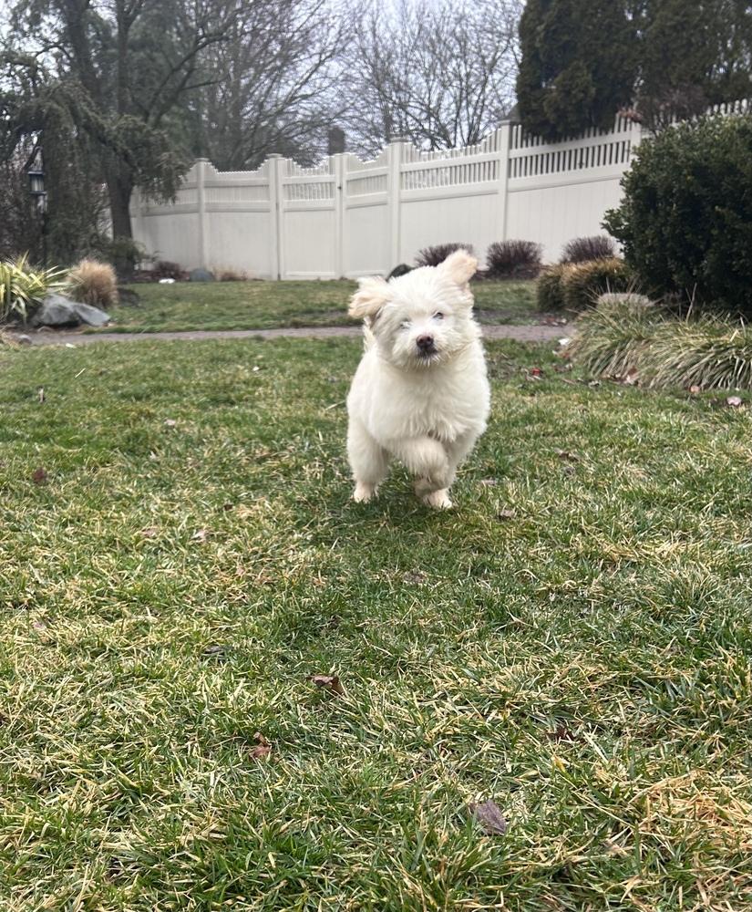 Finnegan — thumbnail 6