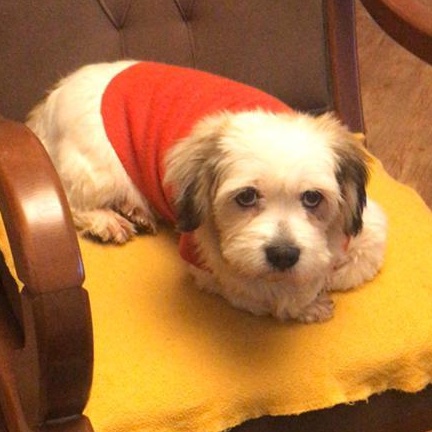 Enlarge Ms. Suger Nut Cookie, a Adoptable mixed breed in Vaudreuil-Dorion, QC image 3/6