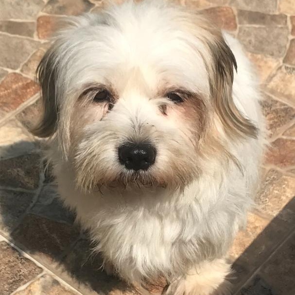 Enlarge Ms. Suger Nut Cookie, a Adoptable mixed breed in Vaudreuil-Dorion, QC image 6/6