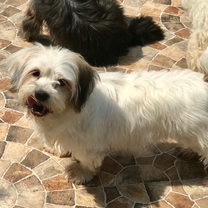 Enlarge Ms. Suger Nut Cookie, a Adoptable mixed breed in Vaudreuil-Dorion, QC image 2/6