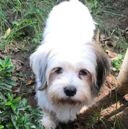 Enlarge Ms. Suger Nut Cookie, a Adoptable mixed breed in Vaudreuil-Dorion, QC image 1/6