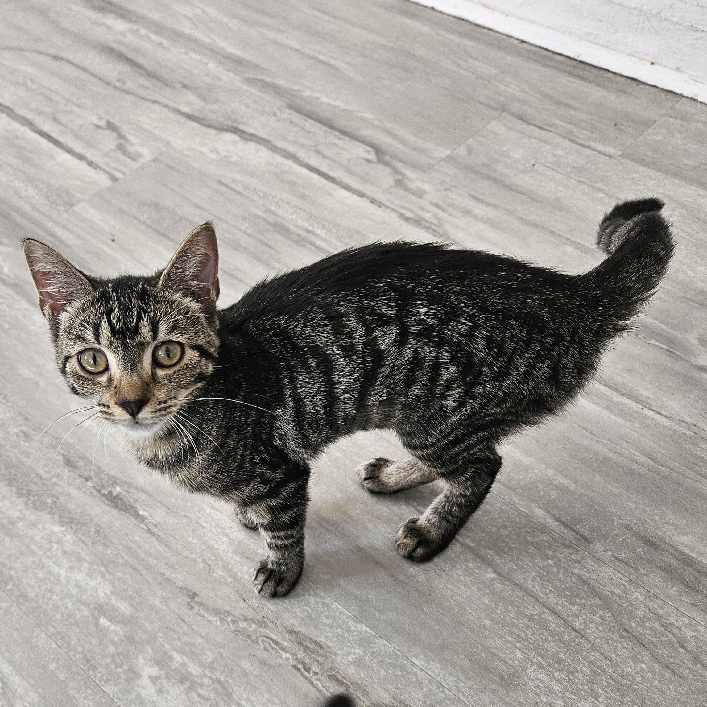 Enlarge Turtle , a ADOPTABLE Domestic Short Hair in Melbourne, FL image 1/1