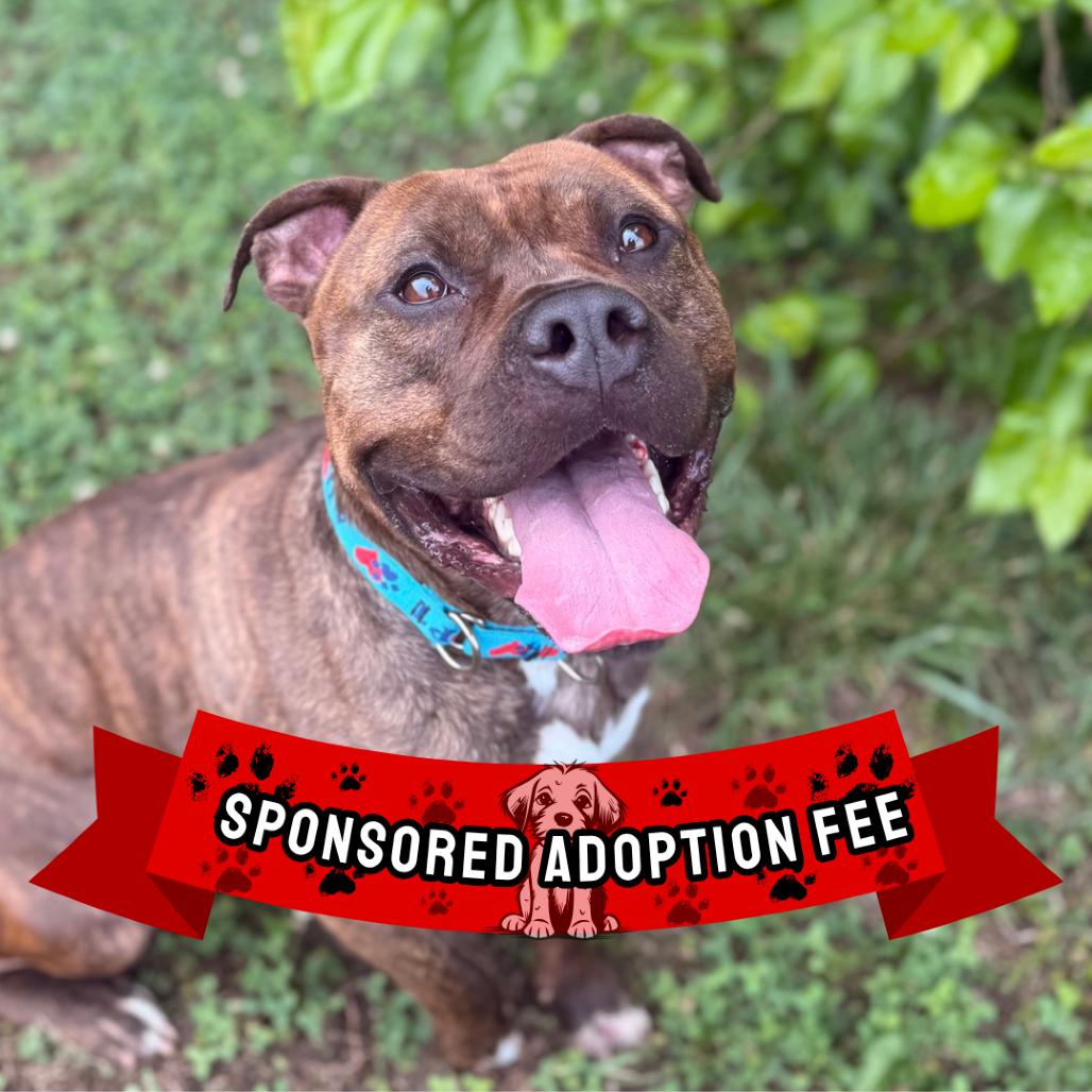 Davey, Adoptable, Adult Male Pit Bull Terrier.