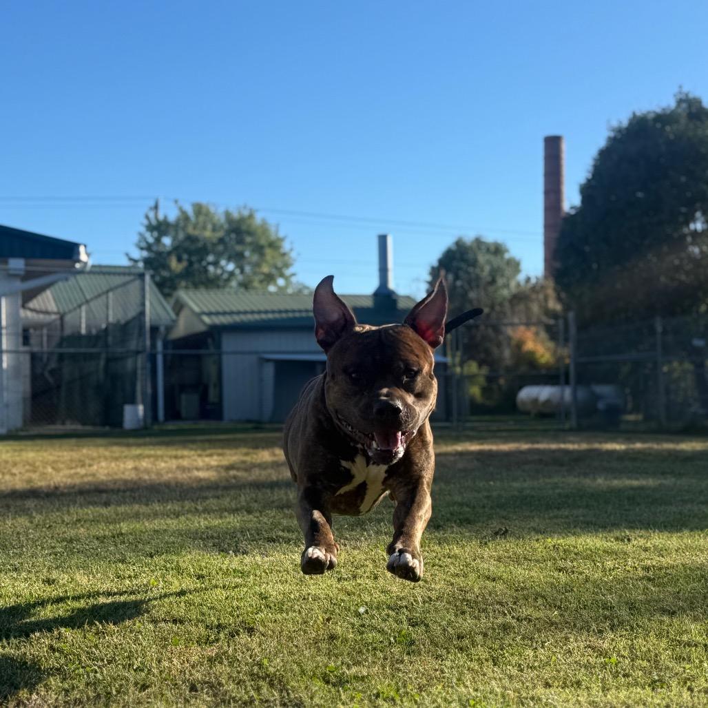Davey, Adoptable, Adult Male Pit Bull Terrier.