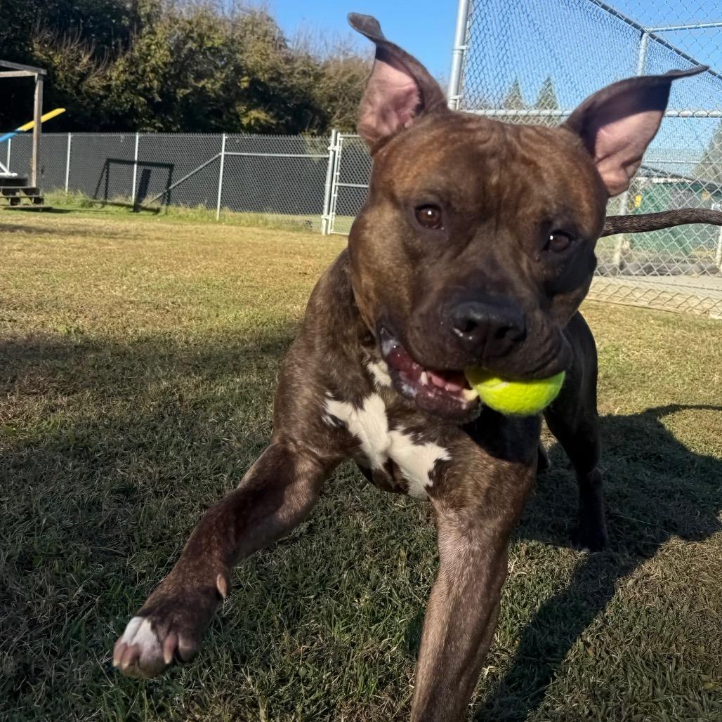 Enlarge Davey, a Adoptable Pit Bull Terrier in Ridgely, MD image 3/6