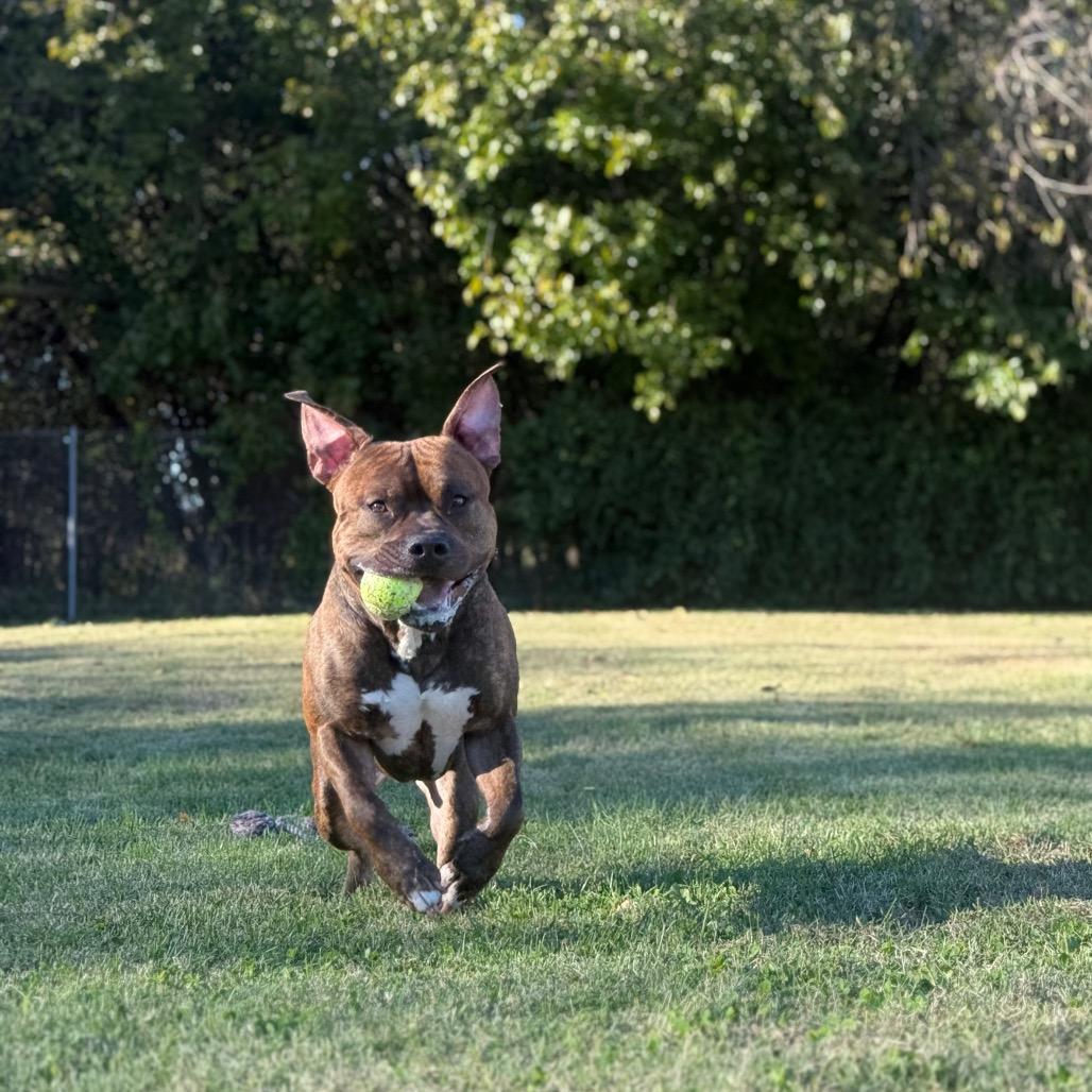 Enlarge Davey, a Adoptable Pit Bull Terrier in Ridgely, MD image 4/6