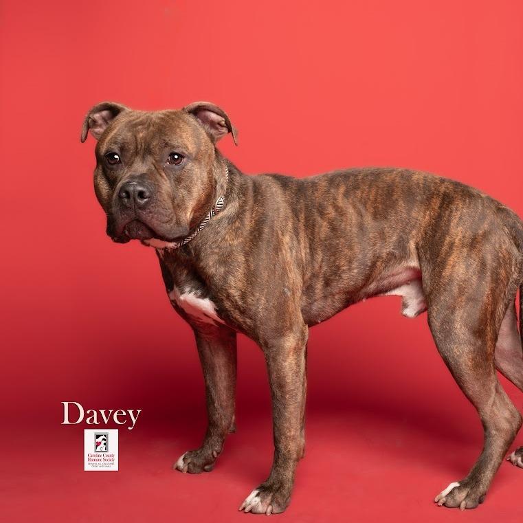 Enlarge Davey, a Adoptable Pit Bull Terrier in Ridgely, MD image 5/6