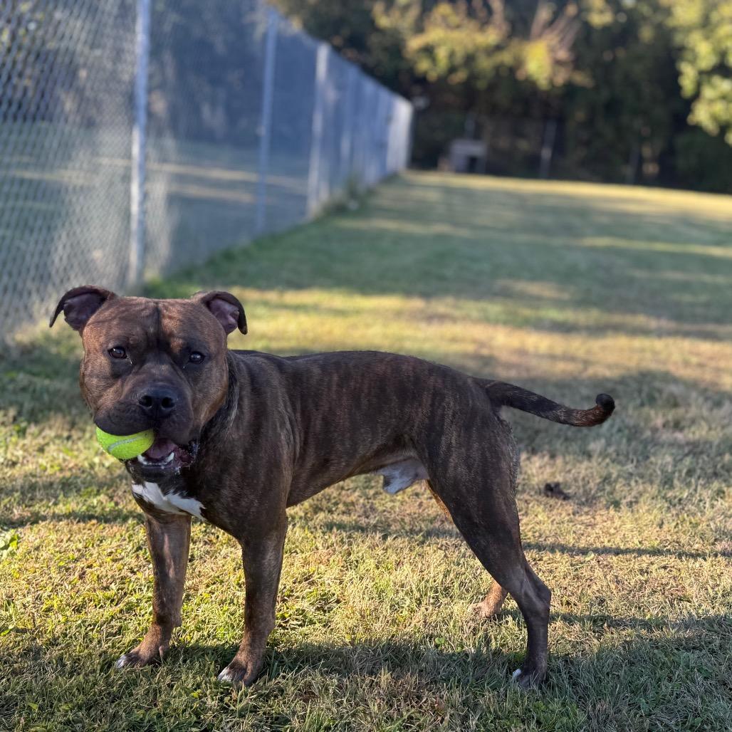Enlarge Davey, a Adoptable Pit Bull Terrier in Ridgely, MD image 6/6
