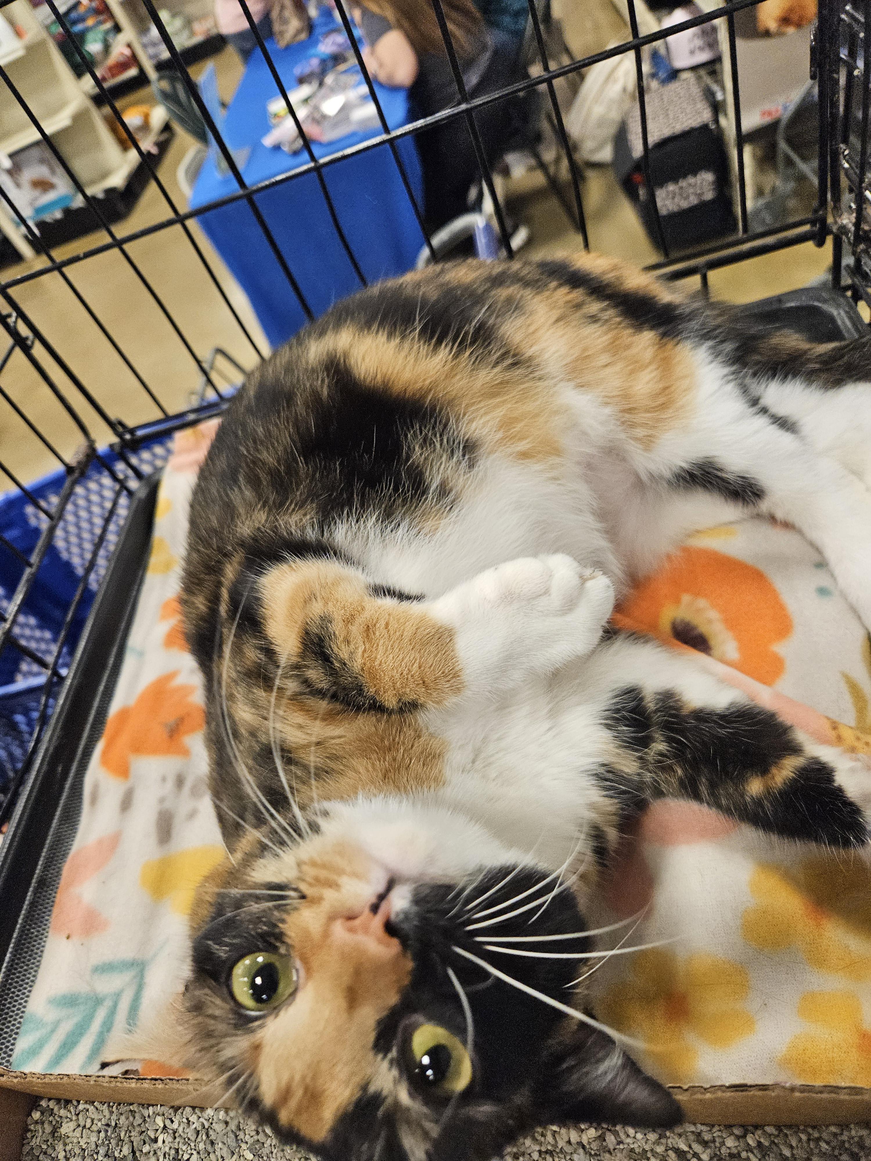 Ariel, Adoptable, Adult Female Domestic Short Hair.