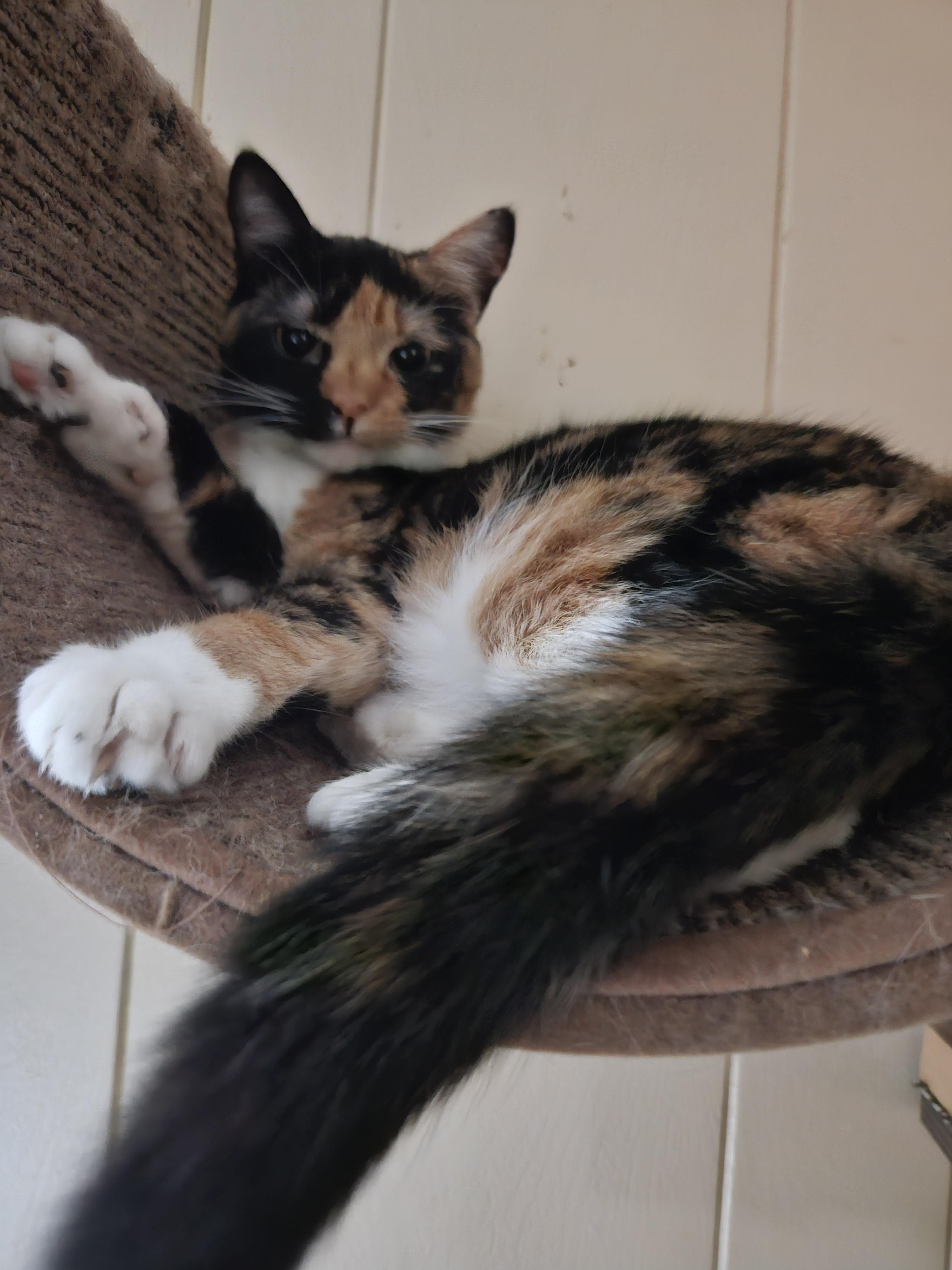 Enlarge Ariel, an adopted Domestic Short Hair in warrenville, SC image 2/3