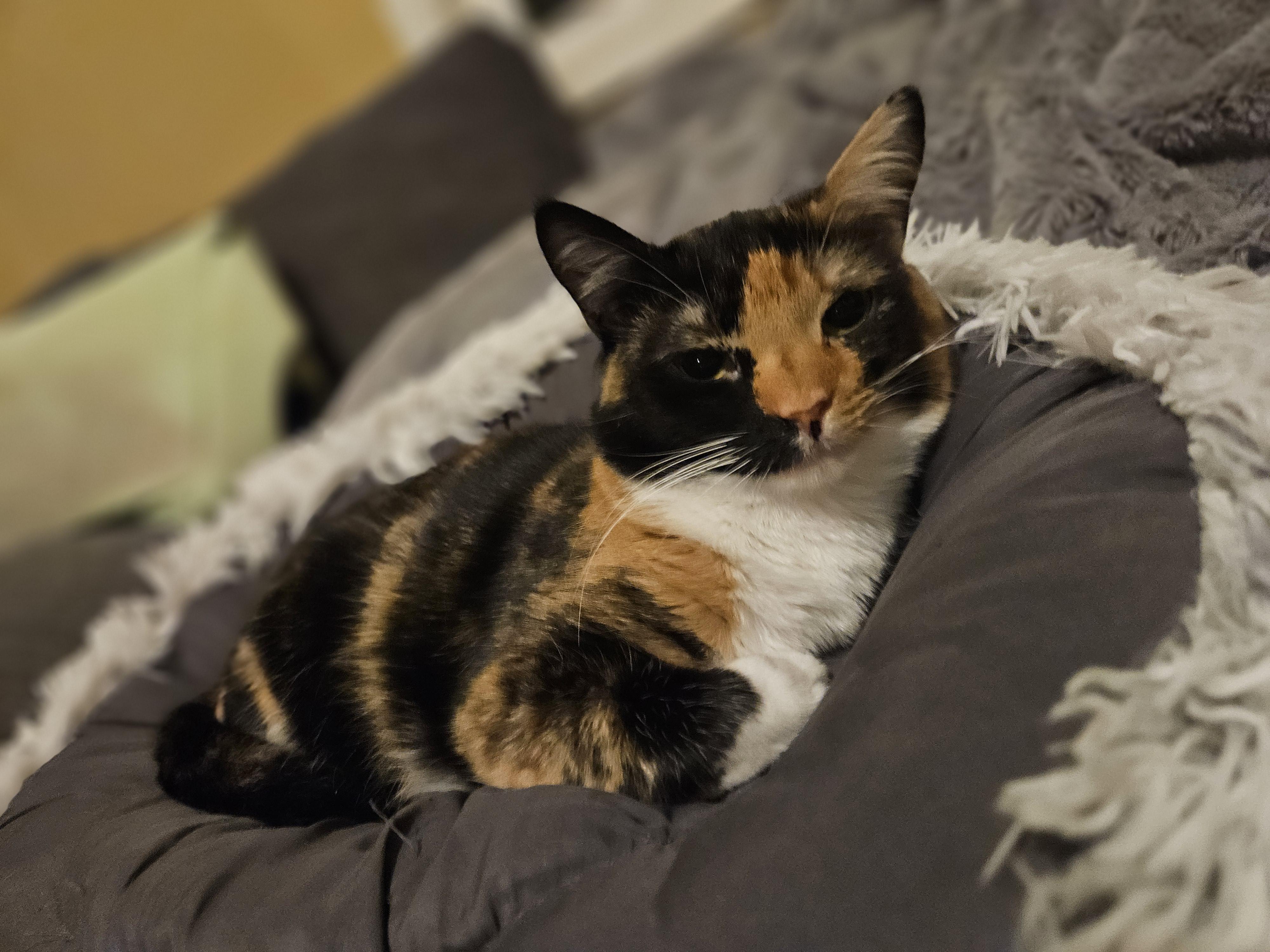 Enlarge Ariel, an adopted Domestic Short Hair in warrenville, SC image 3/3