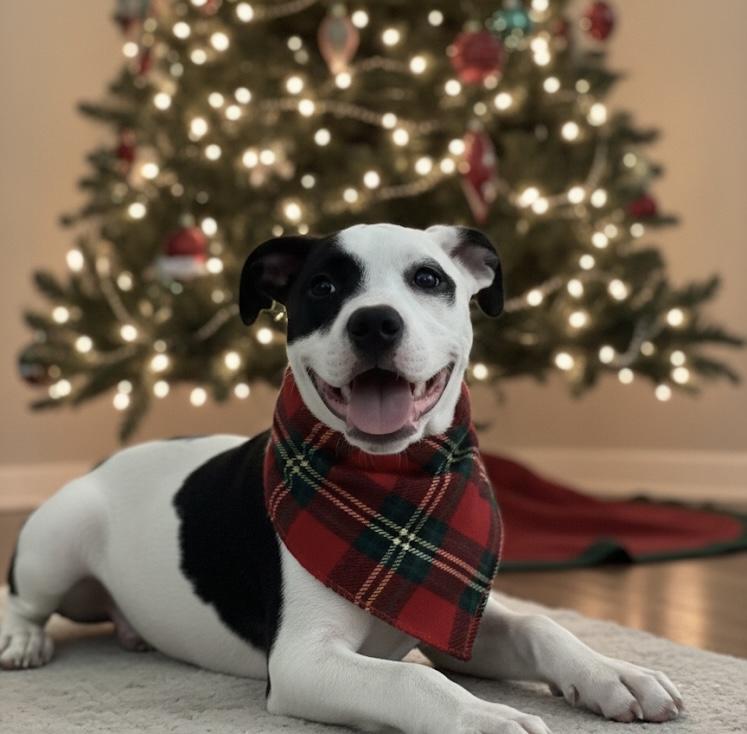 Hermione, adoptable, Puppy Female American Staffordshire Terrier & American Bulldog.