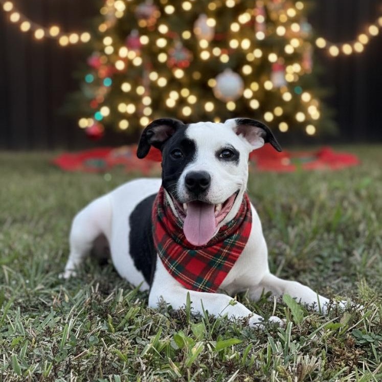 Enlarge Hermione, an adoptable mixed breed in Deltona, FL image 2/6