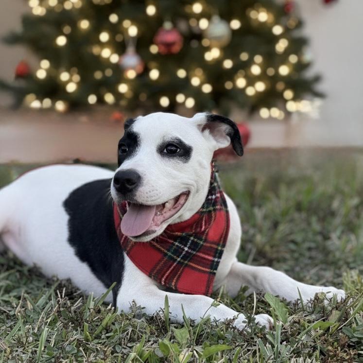 Enlarge Hermione, an adoptable mixed breed in Deltona, FL image 3/6