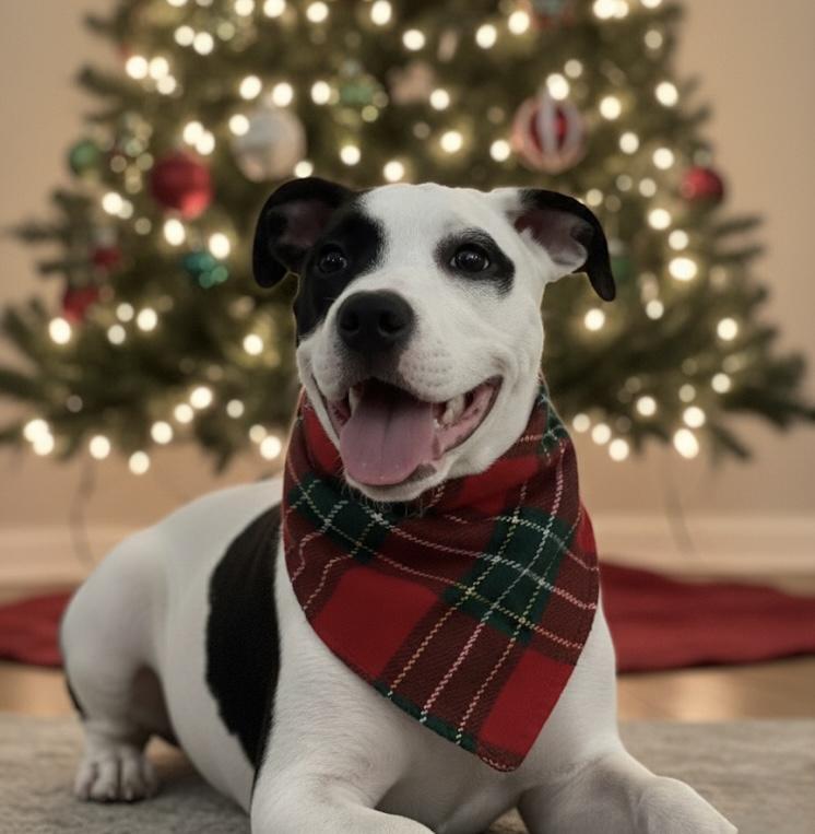 Enlarge Hermione, an adoptable mixed breed in Deltona, FL image 4/6