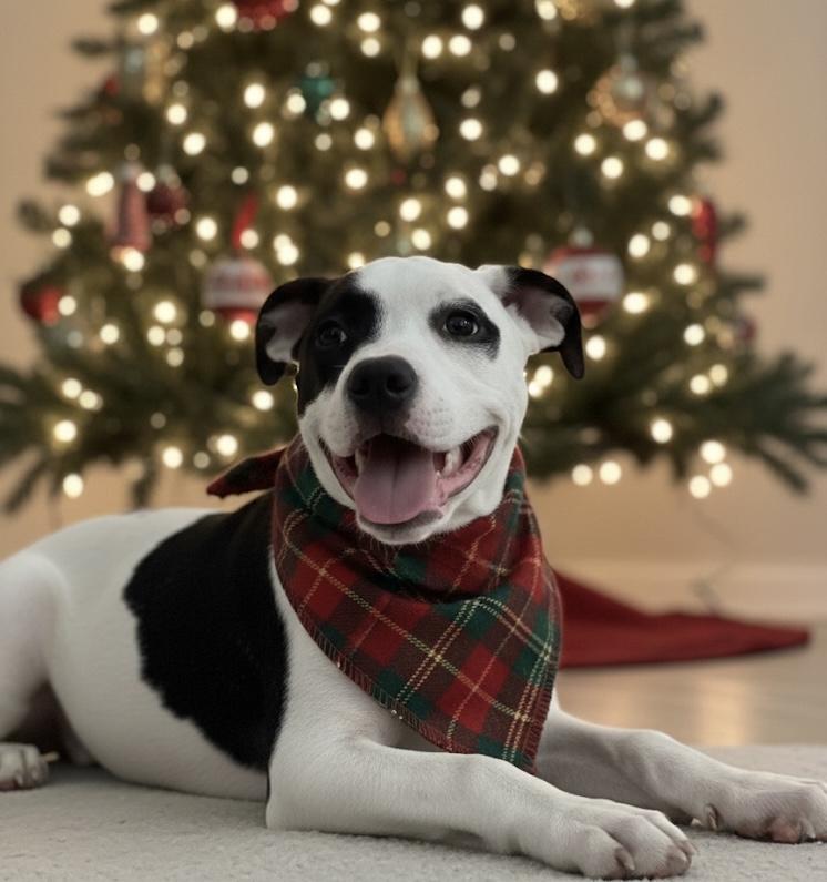 Enlarge Hermione, an adoptable mixed breed in Deltona, FL image 6/6