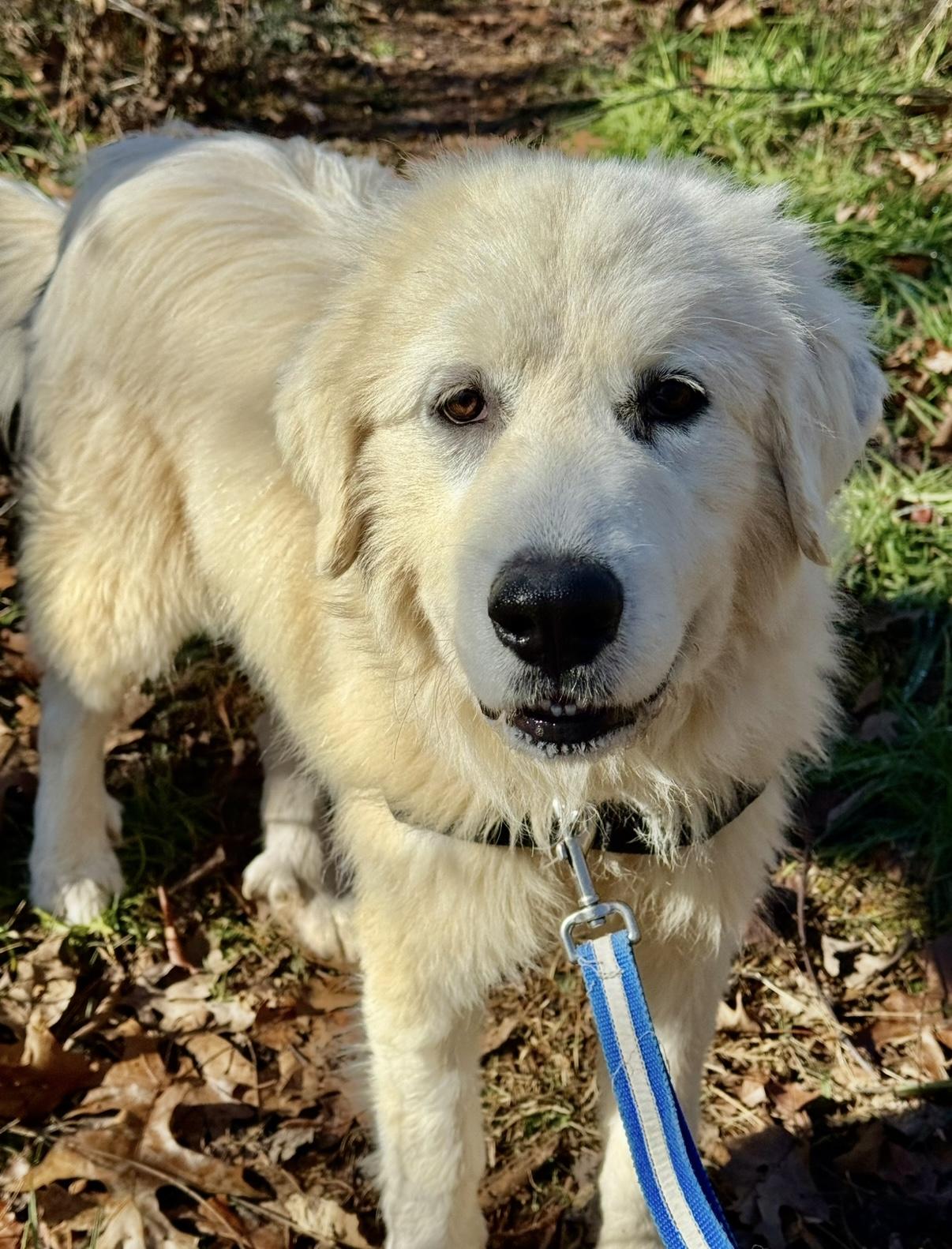 Arctic Blast, adopted, Young Male Great Pyrenees.