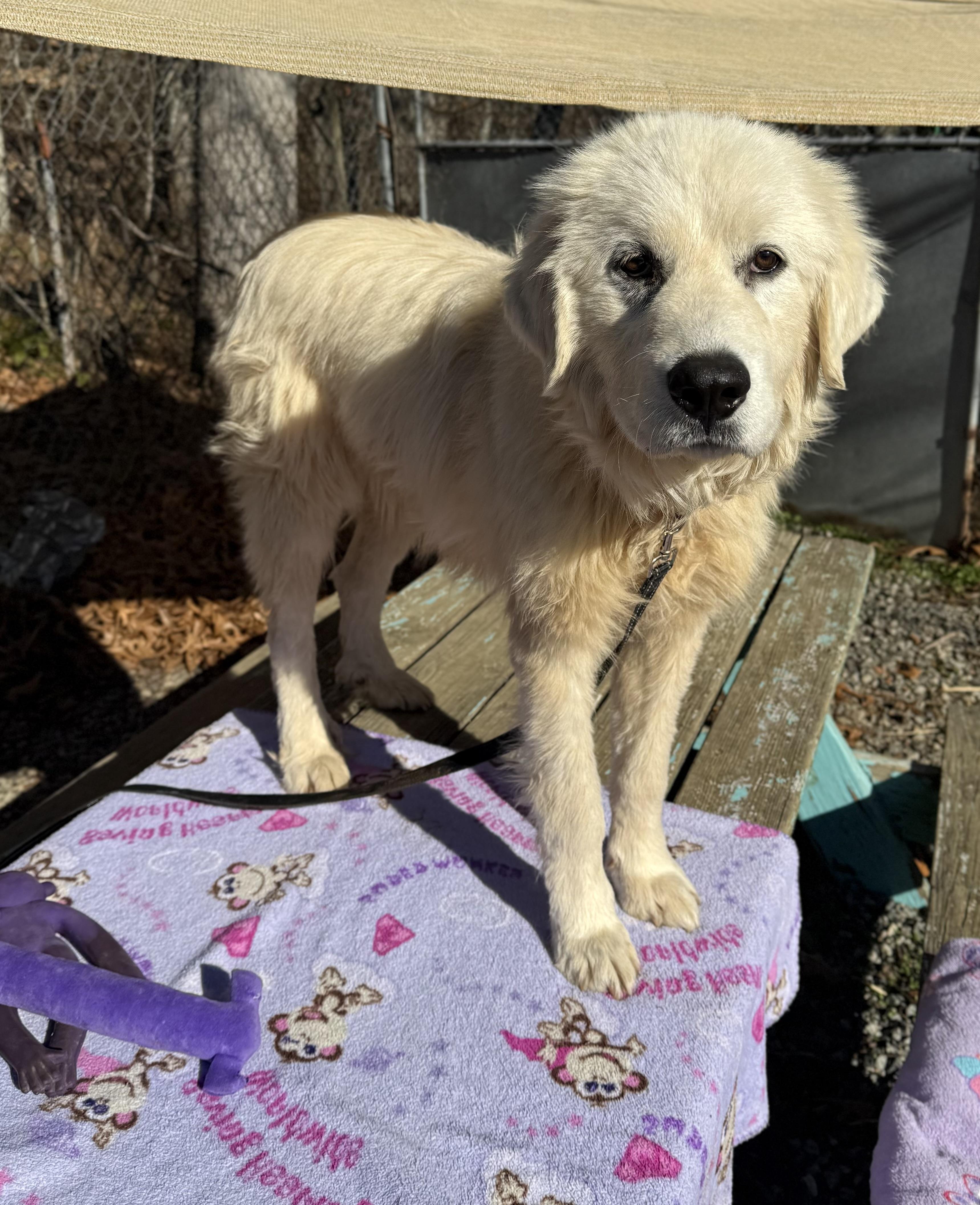 Arctic Blast, an adopted Great Pyrenees in Marshall, NC image 2/6